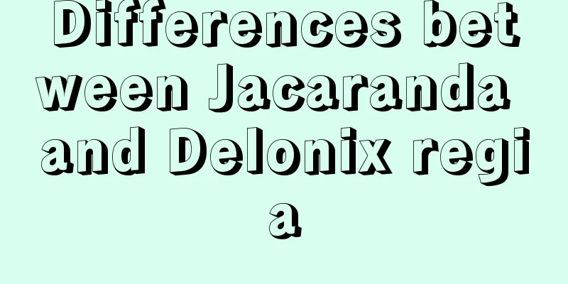 Differences between Jacaranda and Delonix regia