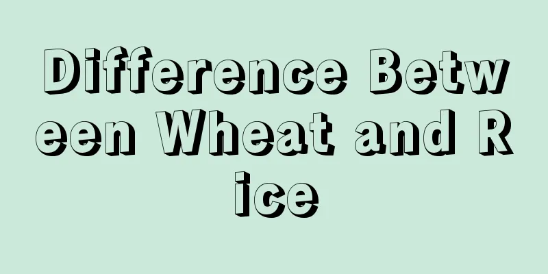 Difference Between Wheat and Rice