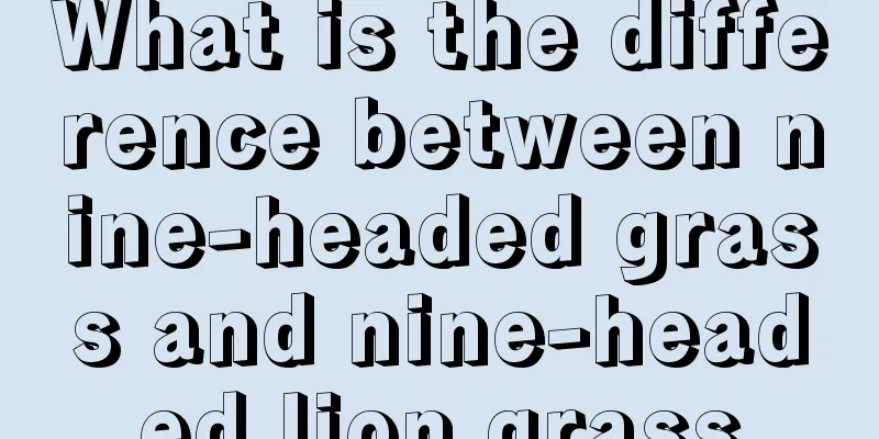 What is the difference between nine-headed grass and nine-headed lion grass