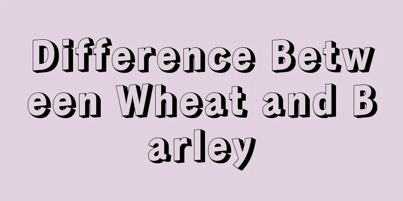 Difference Between Wheat and Barley