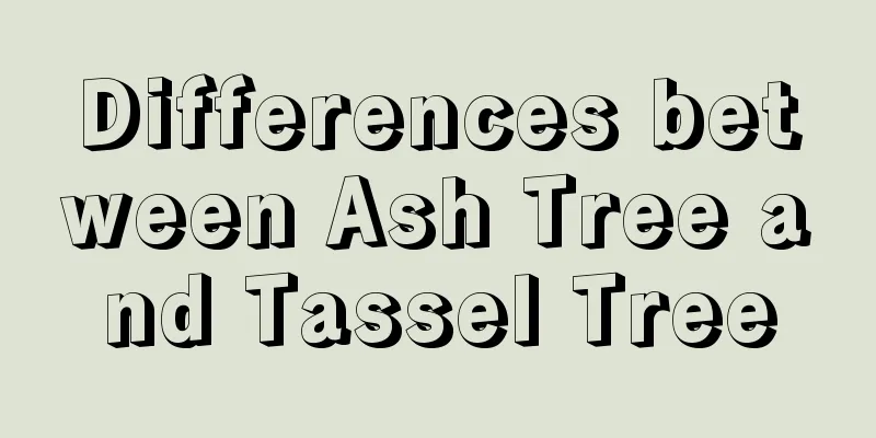 Differences between Ash Tree and Tassel Tree