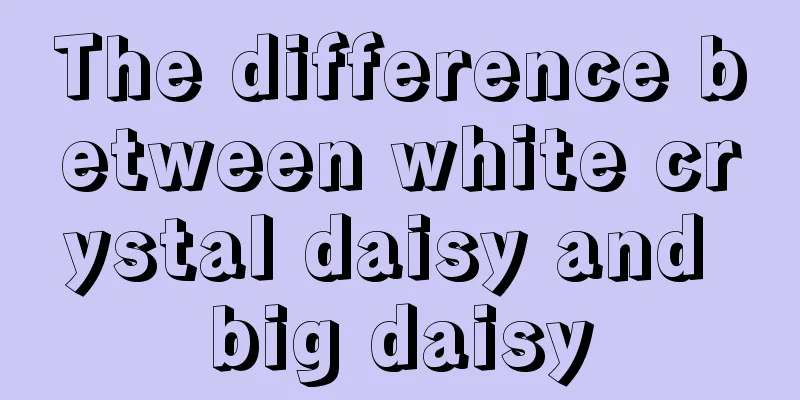 The difference between white crystal daisy and big daisy