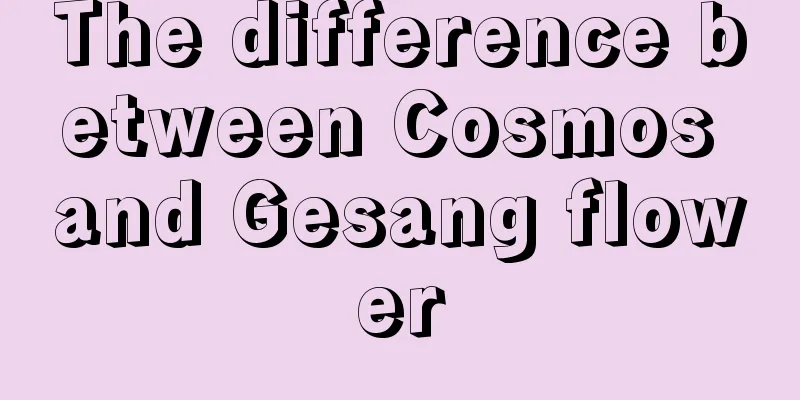 The difference between Cosmos and Gesang flower