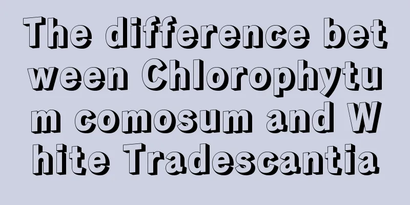 The difference between Chlorophytum comosum and White Tradescantia