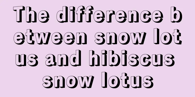 The difference between snow lotus and hibiscus snow lotus