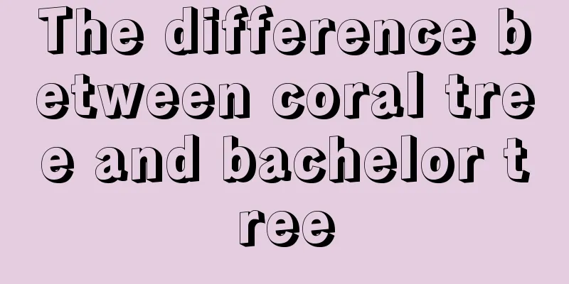 The difference between coral tree and bachelor tree