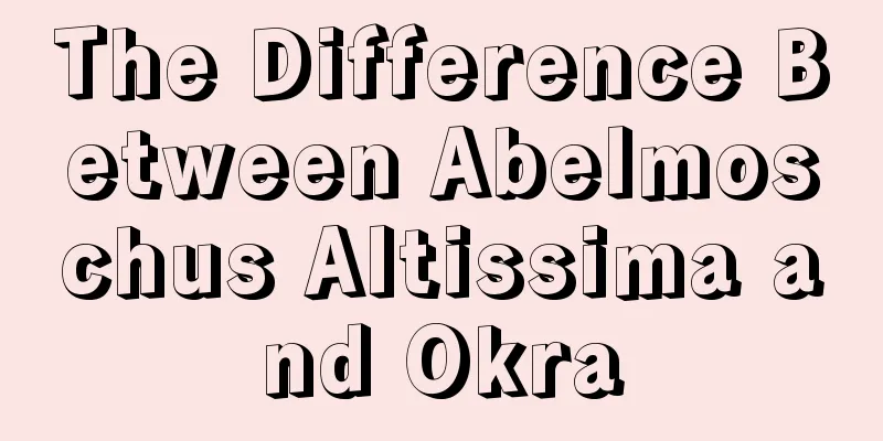 The Difference Between Abelmoschus Altissima and Okra