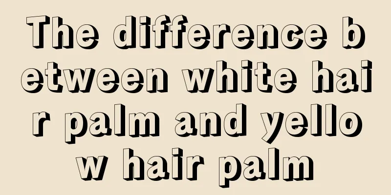 The difference between white hair palm and yellow hair palm