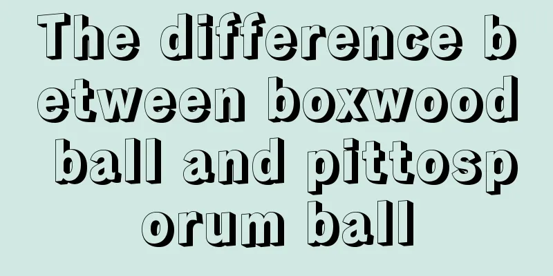 The difference between boxwood ball and pittosporum ball