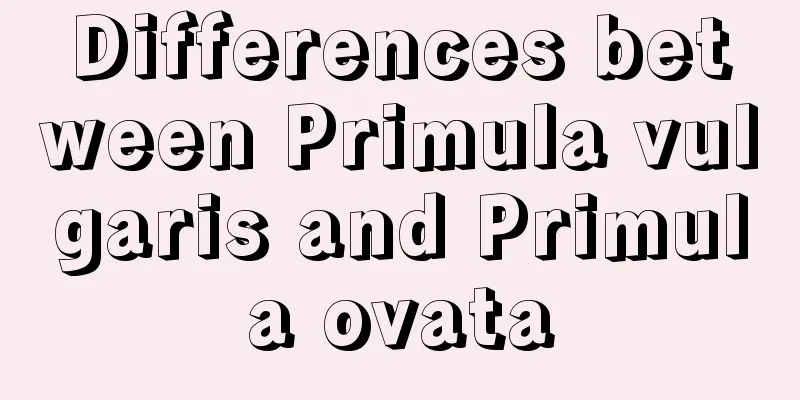 Differences between Primula vulgaris and Primula ovata