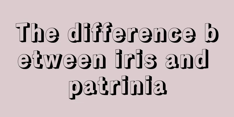 The difference between iris and patrinia