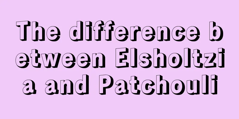 The difference between Elsholtzia and Patchouli