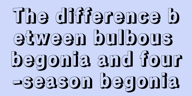 The difference between bulbous begonia and four-season begonia