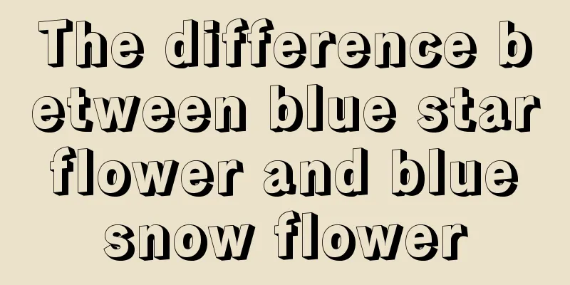 The difference between blue star flower and blue snow flower