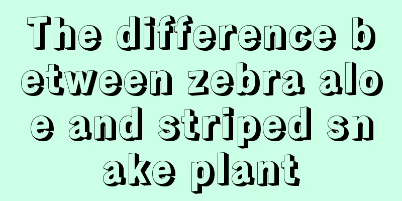 The difference between zebra aloe and striped snake plant