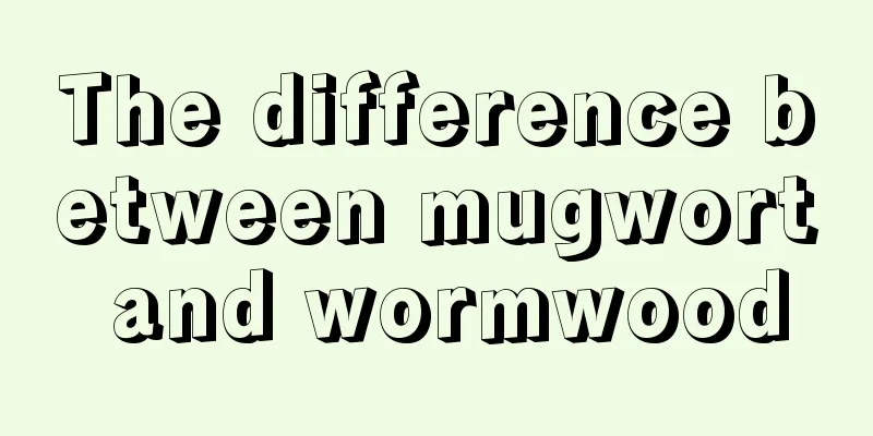 The difference between mugwort and wormwood