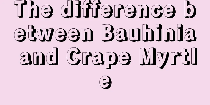 The difference between Bauhinia and Crape Myrtle