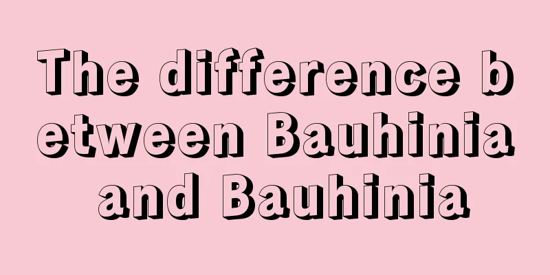 The difference between Bauhinia and Bauhinia