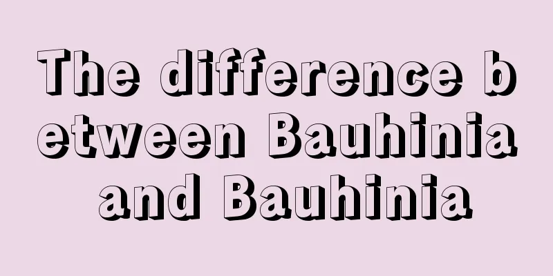 The difference between Bauhinia and Bauhinia