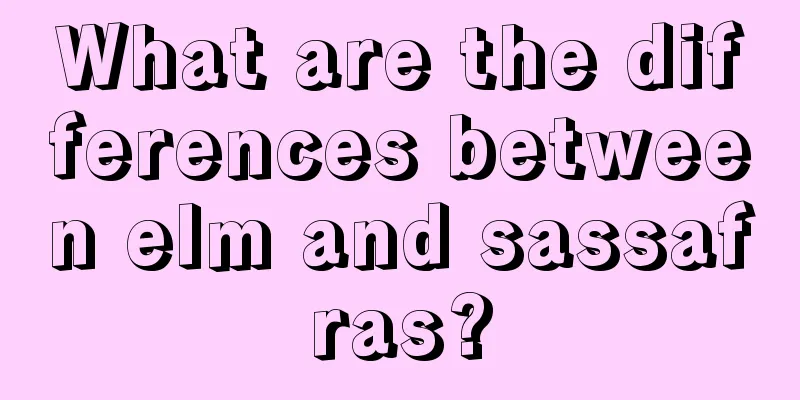 What are the differences between elm and sassafras?