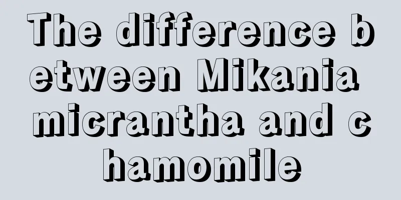 The difference between Mikania micrantha and chamomile