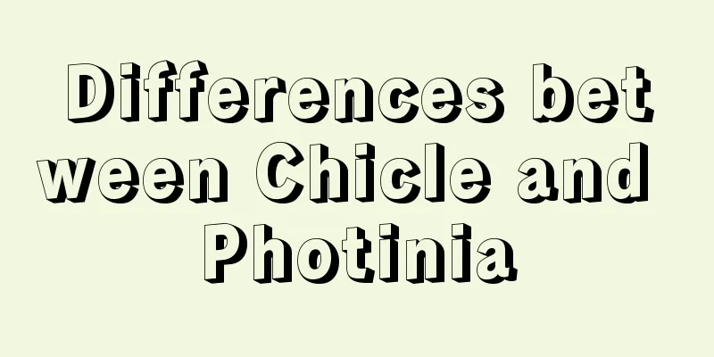 Differences between Chicle and Photinia