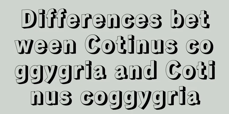 Differences between Cotinus coggygria and Cotinus coggygria