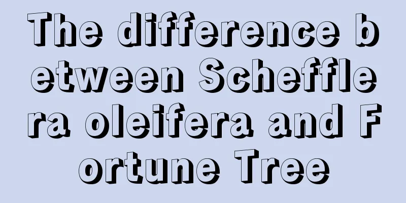 The difference between Schefflera oleifera and Fortune Tree