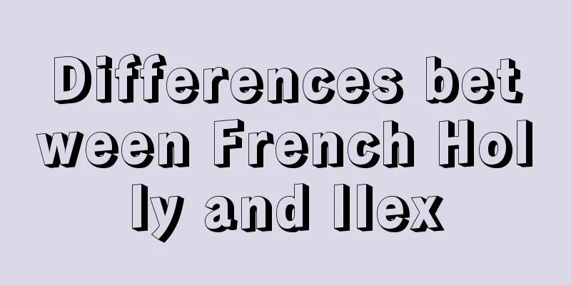 Differences between French Holly and Ilex