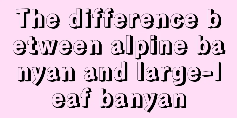 The difference between alpine banyan and large-leaf banyan