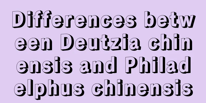 Differences between Deutzia chinensis and Philadelphus chinensis