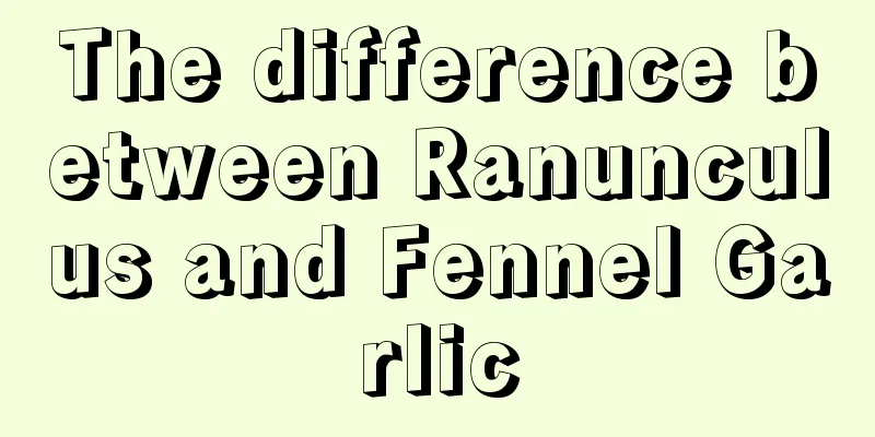 The difference between Ranunculus and Fennel Garlic