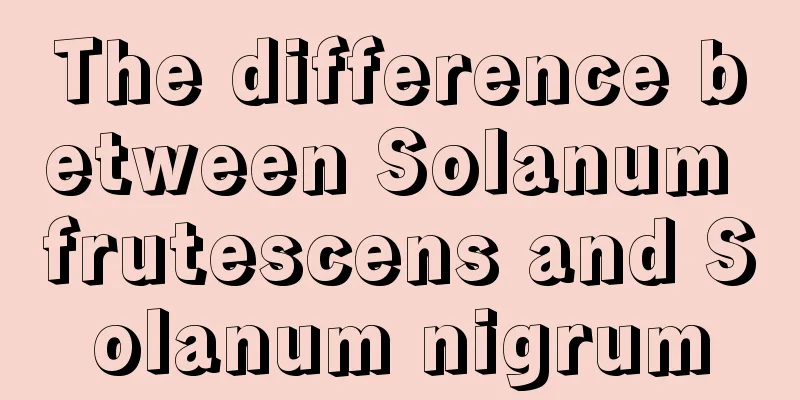 The difference between Solanum frutescens and Solanum nigrum