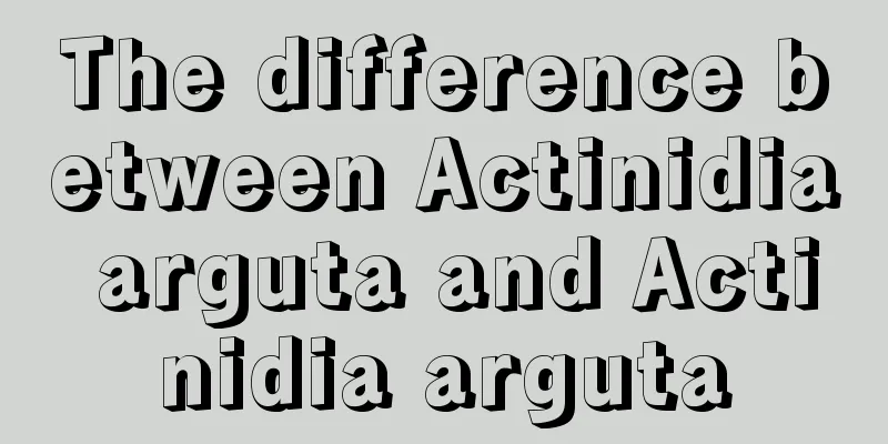 The difference between Actinidia arguta and Actinidia arguta