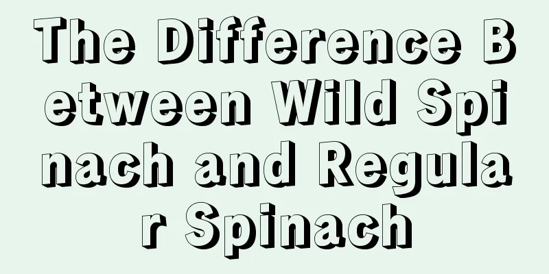 The Difference Between Wild Spinach and Regular Spinach