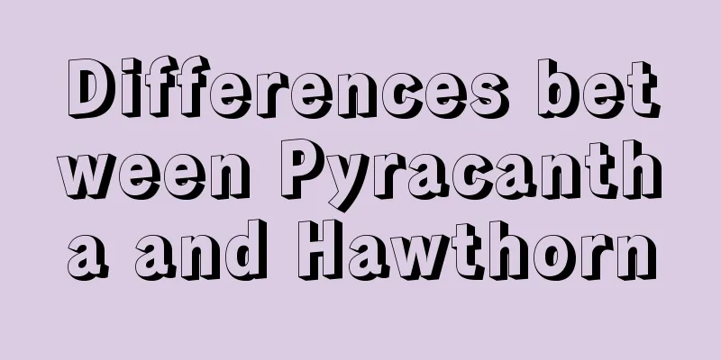 Differences between Pyracantha and Hawthorn