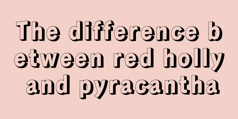 The difference between red holly and pyracantha