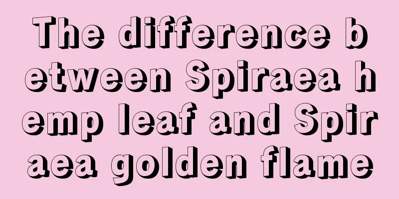 The difference between Spiraea hemp leaf and Spiraea golden flame