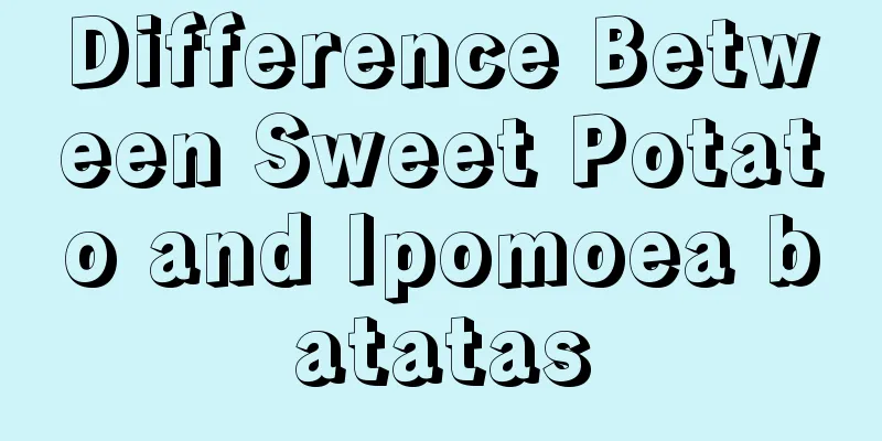 Difference Between Sweet Potato and Ipomoea batatas