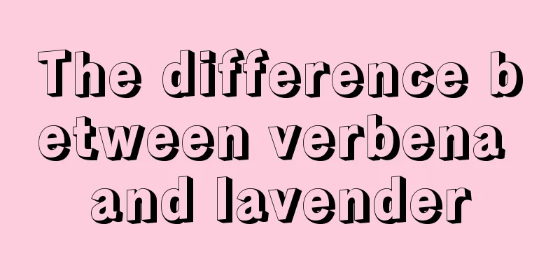 The difference between verbena and lavender