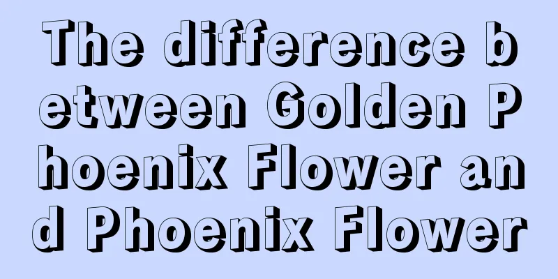 The difference between Golden Phoenix Flower and Phoenix Flower