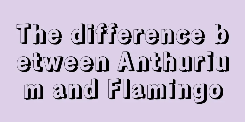 The difference between Anthurium and Flamingo