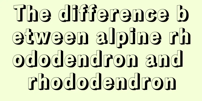 The difference between alpine rhododendron and rhododendron