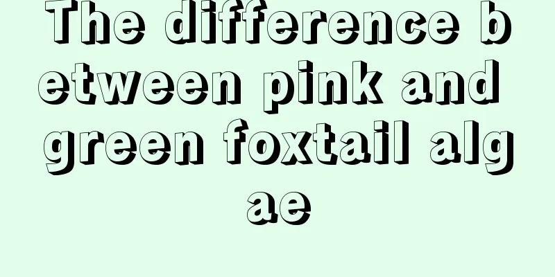 The difference between pink and green foxtail algae