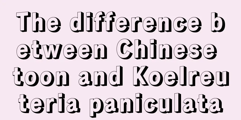 The difference between Chinese toon and Koelreuteria paniculata