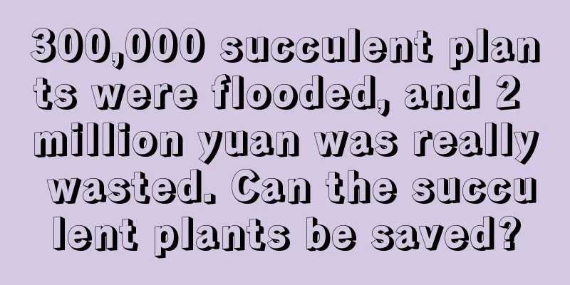 300,000 succulent plants were flooded, and 2 million yuan was really wasted. Can the succulent plants be saved?