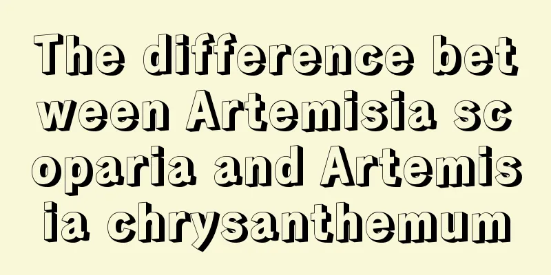 The difference between Artemisia scoparia and Artemisia chrysanthemum