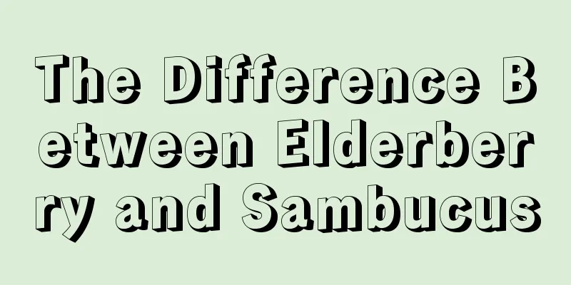 The Difference Between Elderberry and Sambucus