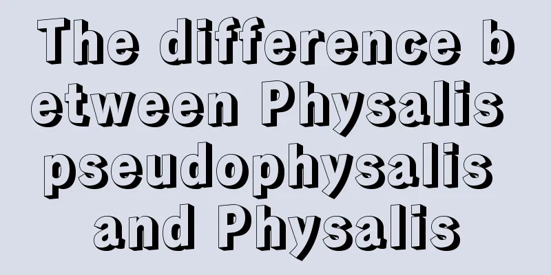 The difference between Physalis pseudophysalis and Physalis