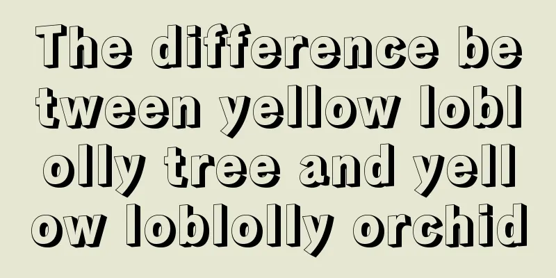 The difference between yellow loblolly tree and yellow loblolly orchid